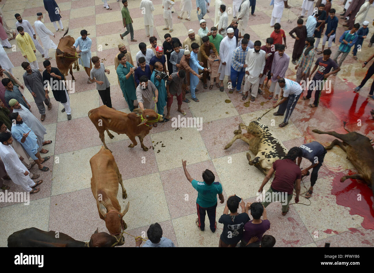 Pakistan 21st Aug 2018 Pakistani Muslims Slaughtering Cow On Eid Al Adha At Jamia Naeemia Mosque Credit Rana Sajid Hussain Pacific Press Alamy Live News Stock Photo Alamy