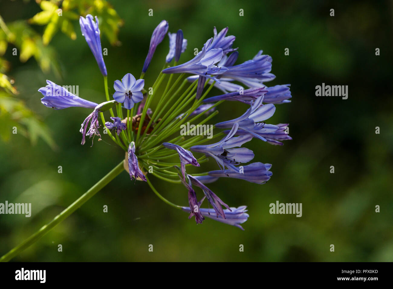 An African lily (Agapanthus) Stock Photo