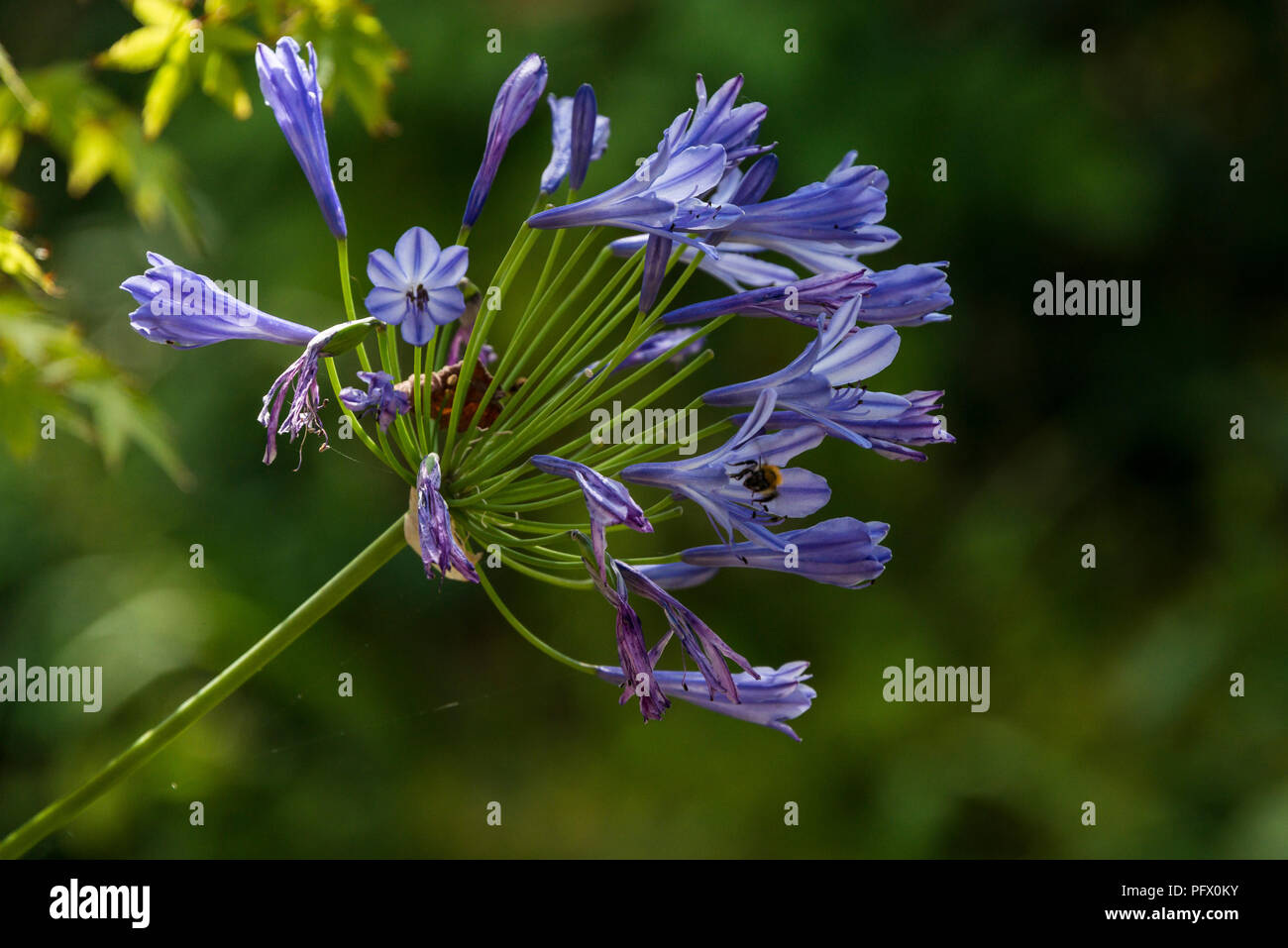 A bee on an African lily (Agapanthus) Stock Photo