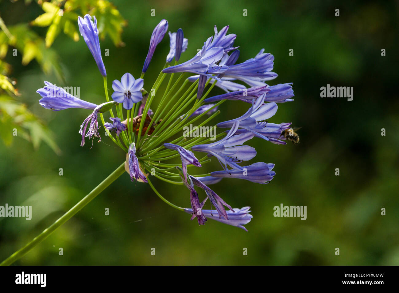 A bee on an African lily (Agapanthus) Stock Photo