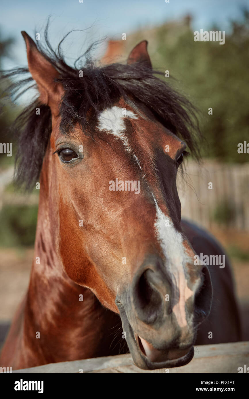Brown Horse High Resolution Stock Photography And Images Alamy