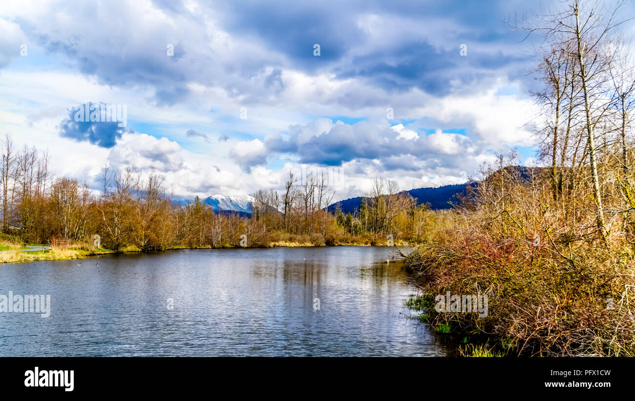 The lagoon at the Great Blue Heron Reserve near Chilliwack, British Columbia, Canada with the Coastal Mountains in the background Stock Photo