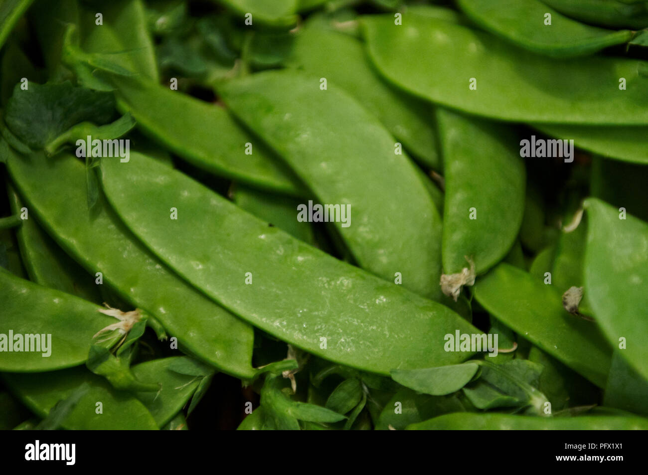 A bunch of fresh organic flat green beans Stock Photo Alamy