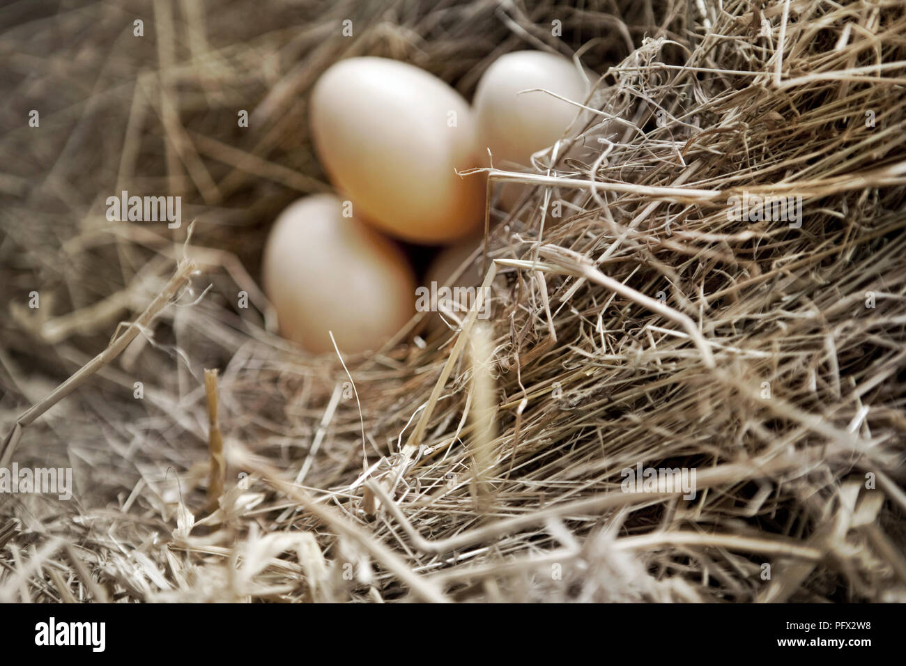 Three eggs on straw in a hen house Stock Photo - Alamy