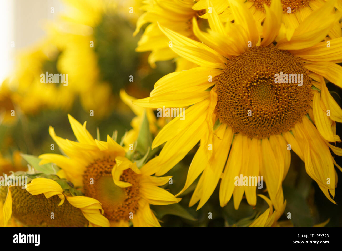 A bunch of sunflowers at a market Stock Photo Alamy