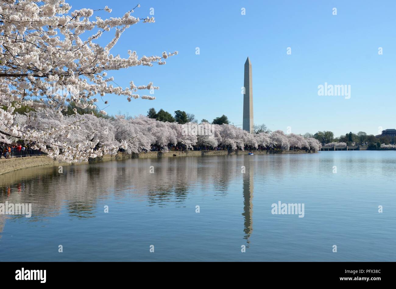 Cherry Blossom Festival. Washington, DC, USA Stock Photo Alamy