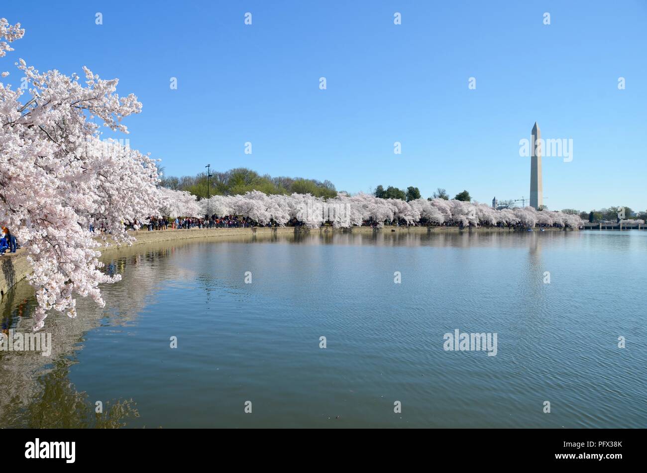 Cherry Blossom Festival. Washington, DC, USA Stock Photo Alamy