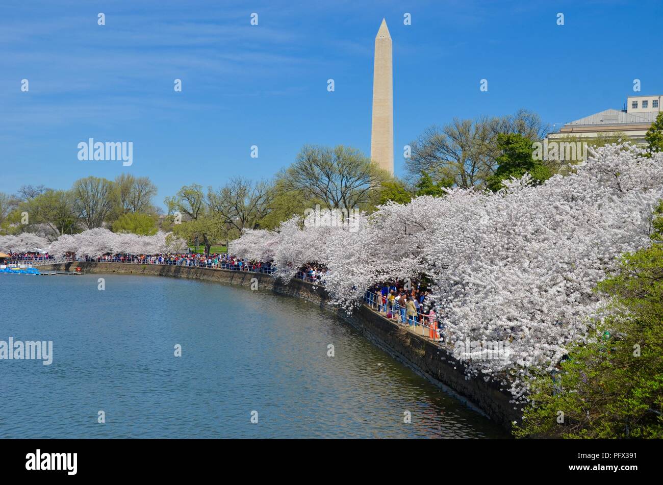 Cherry Blossom Festival. Washington, DC, USA Stock Photo Alamy