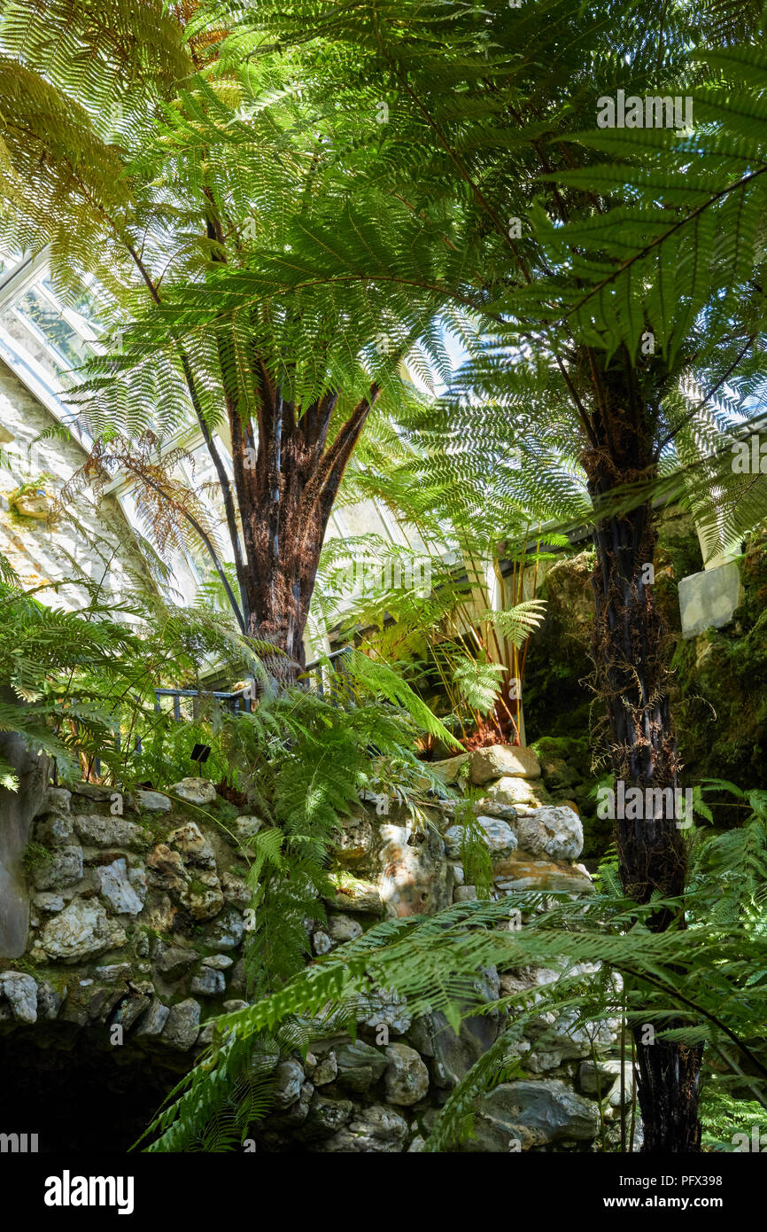 Collection of ferns growing in restored Victorian fernhouse at Benmore Botanical Gardens. Dunoon Stock Photo