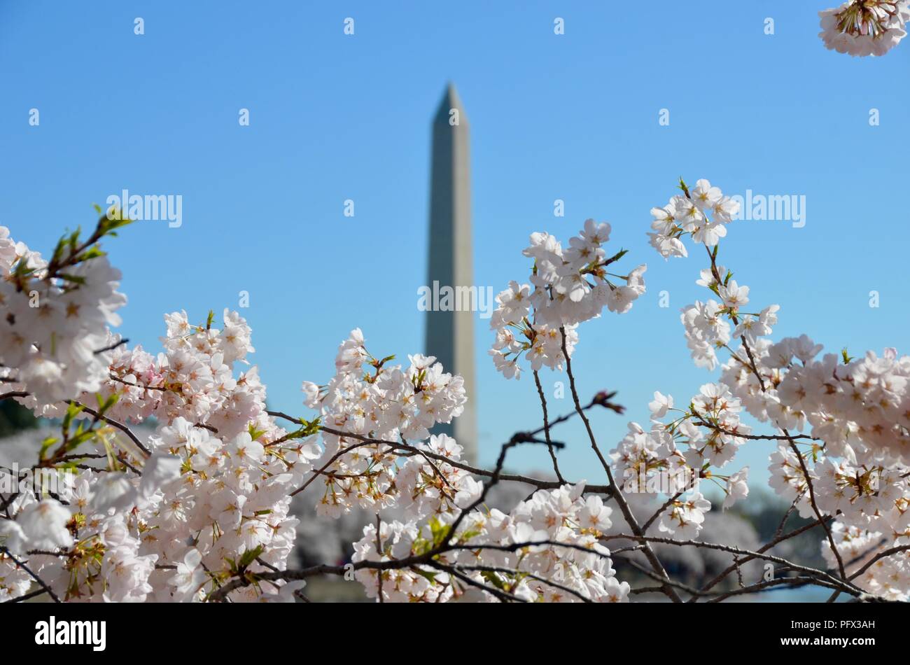 Cherry Blossom Festival. Washington, DC, USA Stock Photo Alamy