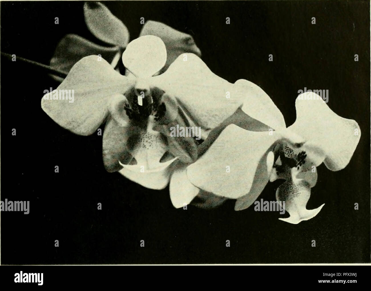 . A cultural table of orchidaceous plants. . PHALAENOPSIS SCHILLERIANA, Kvnhb. f.. Please note that these images are extracted from scanned page images that may have been digitally enhanced for readability - coloration and appearance of these illustrations may not perfectly resemble the original work.. Cox, John Murray; Gilbert, Percy Albert. Sydney, Shepherd Press Stock Photo