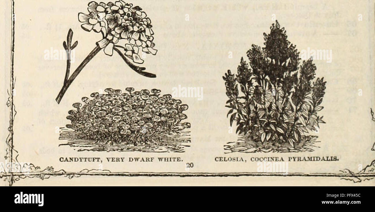 . Curtis, Cobb &amp; Washburn's amateur cultivator's guide to the flower and kitchen garden for 1878. Nursery stock Massachusetts Catalogs; Flowers Seeds Catalogs; Kitchen gardens Catalogs. 72 73 74 75 76 77 78 79 80 81 82 83 PRICE. Calendula Pongei, fl. pi. Double white, fine, 1 foot 10 . Ranunculoides. Kanunculus-flowered 05 Officinalis Superba. Golden orange, black eye, benutifullv imbricated, .10 Sulphurea. New sulpliur-colored pot marigold; very double and beautiful. .10 CALLIRHOE. Nat. Okd., Makacca. Too much cannot be said in praise of this beautiful summer-flowering annual, from two to Stock Photo