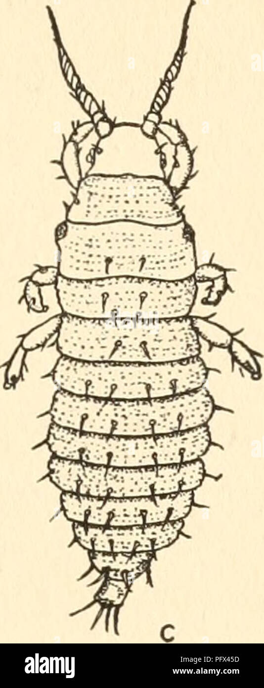 . The culture and diseases of the sweet pea. Sweet peas; Sweet peas. FIG. 20. GREENHOUSE ThripS, a EGG. &amp; LARVA FIRST STAGE. C LARVA FULL GROWN. (AFTER RUSSELL.) Besides the sweet pea, thrips feed on lilies, azaleas, croton, dahlia, phlox, ver- bena, pink, and ferns, and on a number of other ornamentals, both in the greenhouse and in the open. RED SPIDER Tetranckys bimaculatus Harv. Even more dangerous to sweet peas than mites are Red Spiders (fig. 21), which at-. Please note that these images are extracted from scanned page images that may have been digitally enhanced for readability - co Stock Photo