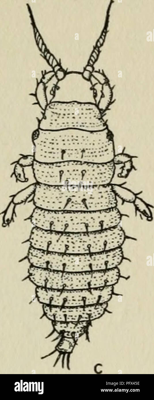 . The culture and diseases of the sweet pea. . FIG. 20. GREENHOUSE TllvipS, a EGG. h LARVA FIRST STAGE. C LARVA FULL GROWN. (AFTER RUSSELL.) Besides the sweet pea, thrips feed on lilies, azaleas, croton, dahlia, phlox, ver- bena, pink, and ferns, and on a number of other ornamentals, both in the greenhouse and in the open. RED SPIDER Tetranchys himaculatus Harv. Even more dangerous to sweet peas than mites are Red Spiders (fig. 21), which at-. Please note that these images are extracted from scanned page images that may have been digitally enhanced for readability - coloration and appearance o Stock Photo