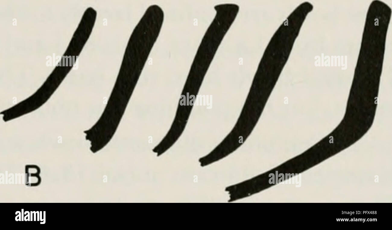 . Cultural chronology and change as reflected in the ceramics of the Virú Valley, Peru. Pottery -- Viru Valley, Peru; Mounds -- Peru Viru Valley; Viru Valley, Peru -- Antiquities. n c Fig. 64. Rim profiles of Gloria Polished Plain; rim exteriors to the right. X 0.4. The Castillo jar of this shape from Burial 1 at V-302 (p. 71 and fig. 34, E) has a lip lug with two reed punctates on its upper surface. 7. Small, globular jars with cambered neck and flaring rim (fig. 63, H). Rim diameter 11-15 cm., mean 13.6; body thickness 5-8 mm., mean 5.9. With the exception of two sherds from the Estero perio Stock Photo