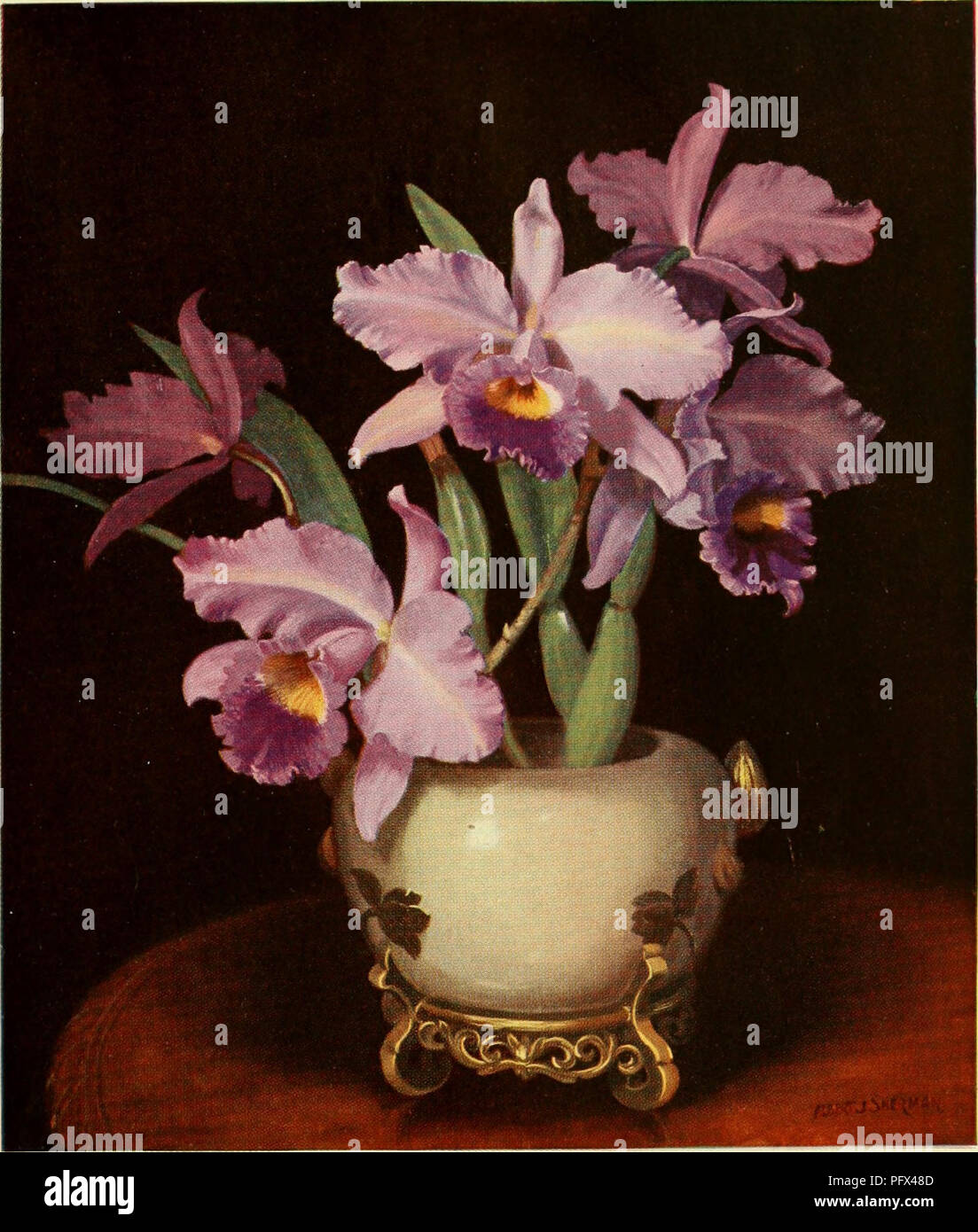 . A cultural table of orchidaceous plants. . LAELIO-CATTLEYA. x. BLANCHETTE.. Please note that these images are extracted from scanned page images that may have been digitally enhanced for readability - coloration and appearance of these illustrations may not perfectly resemble the original work.. Cox, John Murray; Gilbert, Percy Albert. Sydney, Shepherd Press Stock Photo