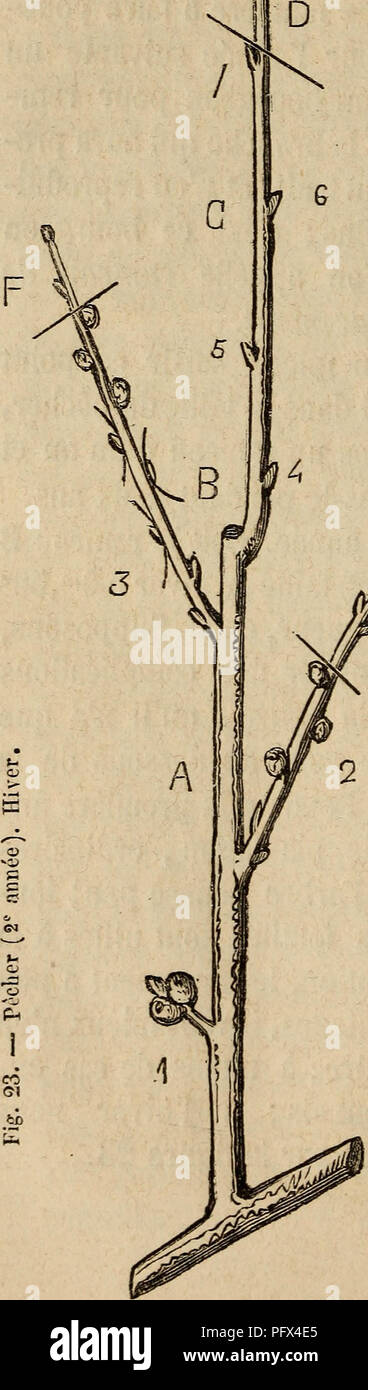 Fruit Tree Structure This image from *Culture des arbres fruitiers* illustrates the ...