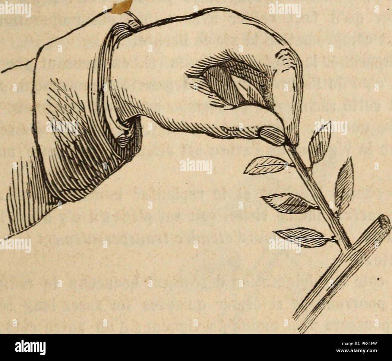 Dessin Arbre Avec Bourgeon Facile Culture des arbres fruitiers aÌ tout vent. Fruit-culture. endormis, par la tendance delà sève a se porter à l'extrémité; par le pincement elle se trouve arrêtée et refoulée en quelque sorte