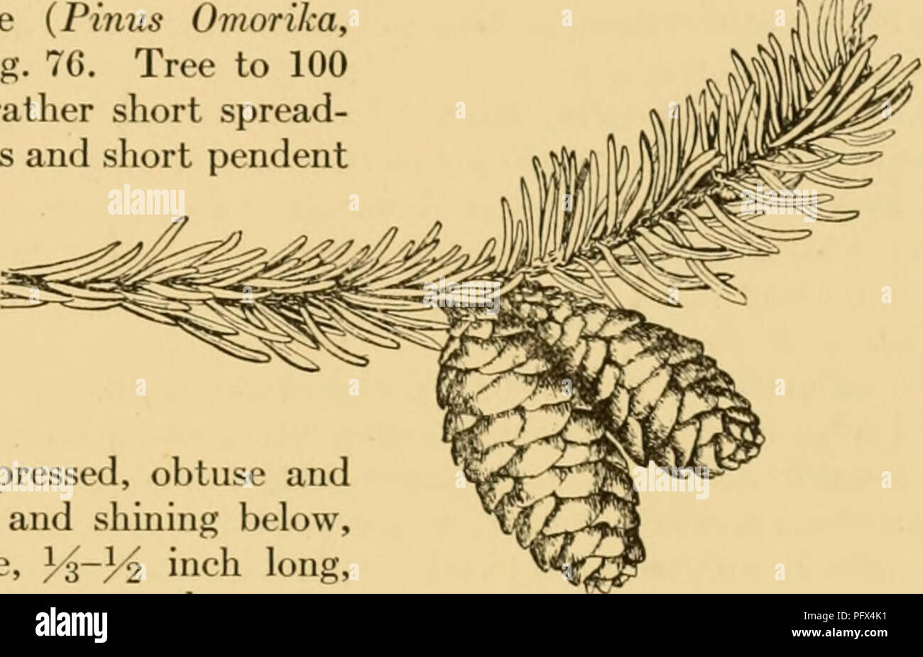 . The cultivated evergreens; a handbook of the coniferous and most important broad-leaved evergreens planted for ornament in the United States and Canada. Evergreens; Conifers. ENUMERATION OF CONIFERS 287 glabrous or glabrescent; winter-buds dark brown, ovoid or obtusish: leaves compressed, acutish or obtusely mucronulate, 3^-^ inch long, with 2 broad white bands above, green and keeled beneatli: cones cylindric-oblong, 3-4 inches long; scales rhombic, narrowed toward the truncate or emarginate erose apex; bracts linear-oblong, obtuse, 4-5 times shorter than scale. Western China.—Introduced in Stock Photo