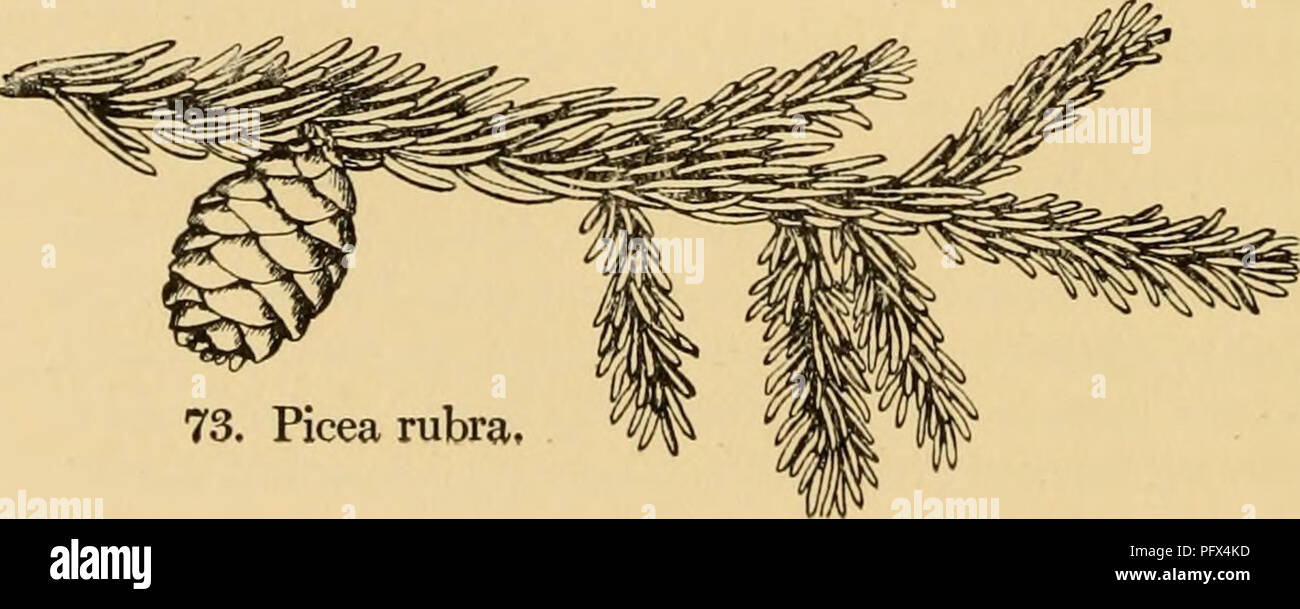 . The cultivated evergreens; a handbook of the coniferous and most important broad-leaved evergreens planted for ornament in the United States and Canada. Evergreens; Conifers. 280 THE CULTIVATED EVERGREENS 14. P. Koyamai, Shiras. (P. Moramomi, Hort.). Narrow pyramidal tree to 60 feet tall; bark grayish-brown, scaly, peeling off in thin flakes; branchlets reddish-brown and slightly bloomy, the lateral ones glandular-pubescent, the leading shoots nearly glabrous; winter-buds conical, brown, resinous; leaves quadrangular, slightly compressed, straight or curved, acute or obtuse, ]/i-}4 inch long Stock Photo