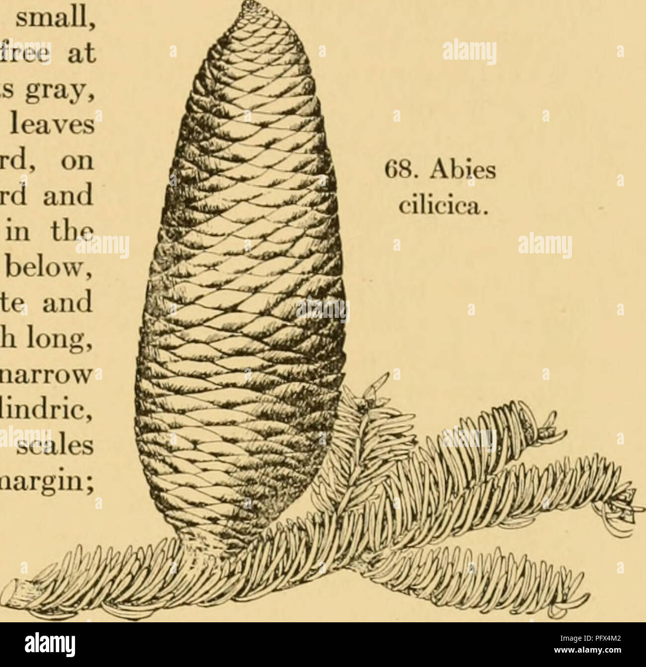 . The cultivated evergreens; a handbook of the coniferous and most important broad-leaved evergreens planted for ornament in the United States and Canada. Evergreens; Conifers. ENUMERATION OF CONIFERS 259 Tree to ()8. Abies Var. Apollinis, Beiss. (A. Apollims, Link). Branchlets j'^ellowish: leaves more crowded above, only a few leaves below spreading downward and forward, thicker and broader, acute or sometimes obtusish.—Introduced in 1850 to Germany. 21. A. cUicica, Carr. Cilician F. Fig. 68 and Plate XXVII. 100 feet tall; bark ashy-gray, smooth, scaly in old trees; winter-buds small, with fe Stock Photo