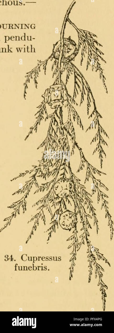 . The cultivated evergreens; a handbook of the coniferous and most important broad-leaved evergreens planted for ornament in the United States and Canada. Evergreens; Conifers. ENUMERATION OF CONIFERS 211 globular, nearly sessile, ^-^ inch across; scales 8-10 with a short, obtuse, inconspicuous boss. Himalayas.—Introduced to Great Britain in 1824 by Wallich. Var. Comeyana, Carr. (C. Corneyana, Knight). Branches and branchlets pendulous; the brancldet-systems not distinctly distichous.— Introduced before 1850. 9. C. fimebris, Endl. (C. pendula, Lambert). Moxjening C. Fig. 34. Tree to 60 feet ta Stock Photo