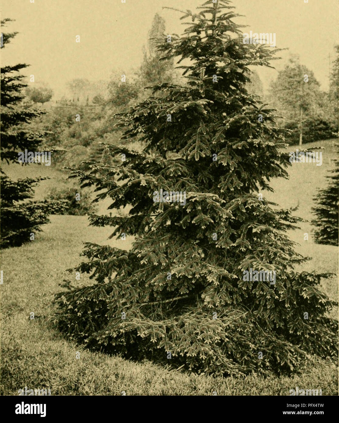 . The cultivated evergreens; a handbook of the coniferous and most important broad-leaved evergreens planted for ornament in the United States and Canada. Evergreens; Conifers. p -^-&quot;. K &gt;- « - ^ Platk XXV'I. Good young plant of Algerian fir (Abies numidicd). Please note that these images are extracted from scanned page images that may have been digitally enhanced for readability - coloration and appearance of these illustrations may not perfectly resemble the original work.. Bailey, L. H. (Liberty Hyde), 1858-1954. New York, The Macmillan company; London, Macmillan &amp; co. , ltd. Stock Photo