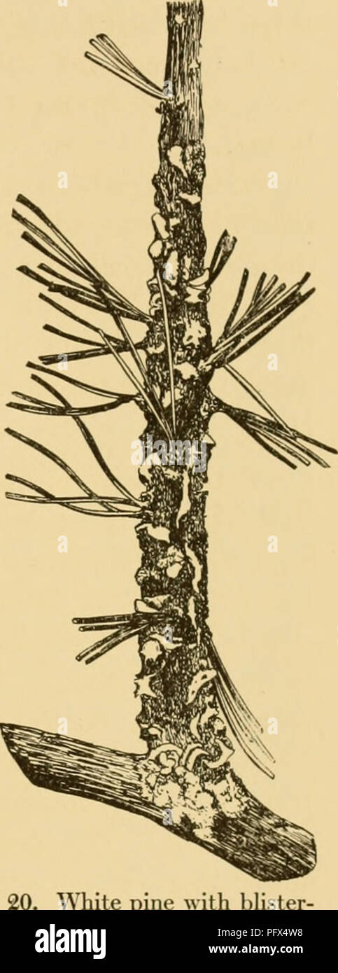 . The cultivated evergreens; a handbook of the coniferous and most important broad-leaved evergreens planted for ornament in the United States and Canada. Evergreens; Conifers. INSECTS, DISEASES, AND INJURIES 155 Cronartium rihicola, Fischer, which is a most formidable enemy of the white pines (i. e., those in which the needles are in fascicles of five). Without doubt all five-needled pines are liable to be at- tacked if exposed to the pathogen. The fungus was first found in North Amer- ica at Geneva, New York, in 1906, but it is probable that it was present for some years prior to that date.  Stock Photo