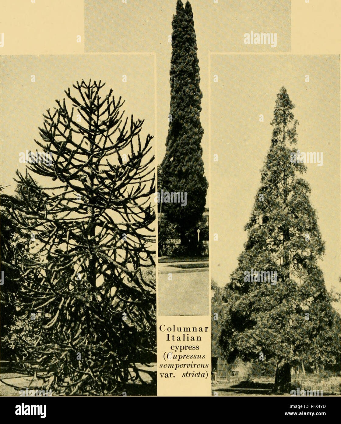 . The cultivated evergreens; a handbook of the coniferous and most important broad-leaved evergreens planted for ornament in the United States and Canada. Evergreens; Conifers. Monkey-puzzle {Arancaria aravcana) Plate XVII. California incense-cedar {Libocedrus decurrens) A California group.. Please note that these images are extracted from scanned page images that may have been digitally enhanced for readability - coloration and appearance of these illustrations may not perfectly resemble the original work.. Bailey, L. H. (Liberty Hyde), 1858-1954. New York, The Macmillan company; London, Macm Stock Photo