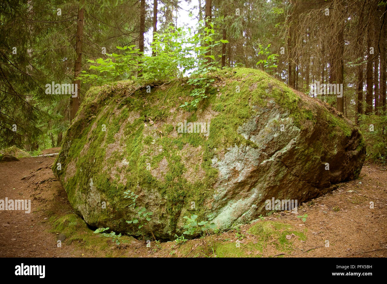 A huge bolder covered with green moss in softwood forest, Finland, June 2012 Stock Photo