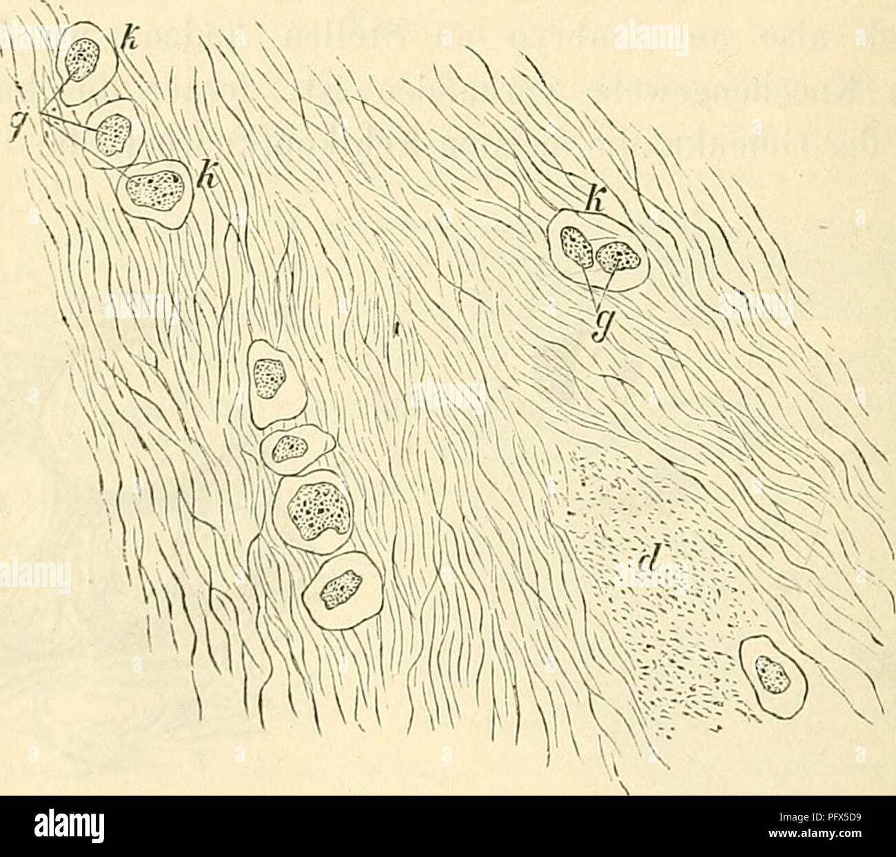 Cursus Der Normalen Histologie Zur Einfuhring In Den Gebrauch Des Mikroskopes Sowie In Das Practische Studium Der Gewebelehre Histology Microscopy 184 Die Einfachen Gewebe Von Tasern Welche Den Im Bindegewebe Vorkommenden