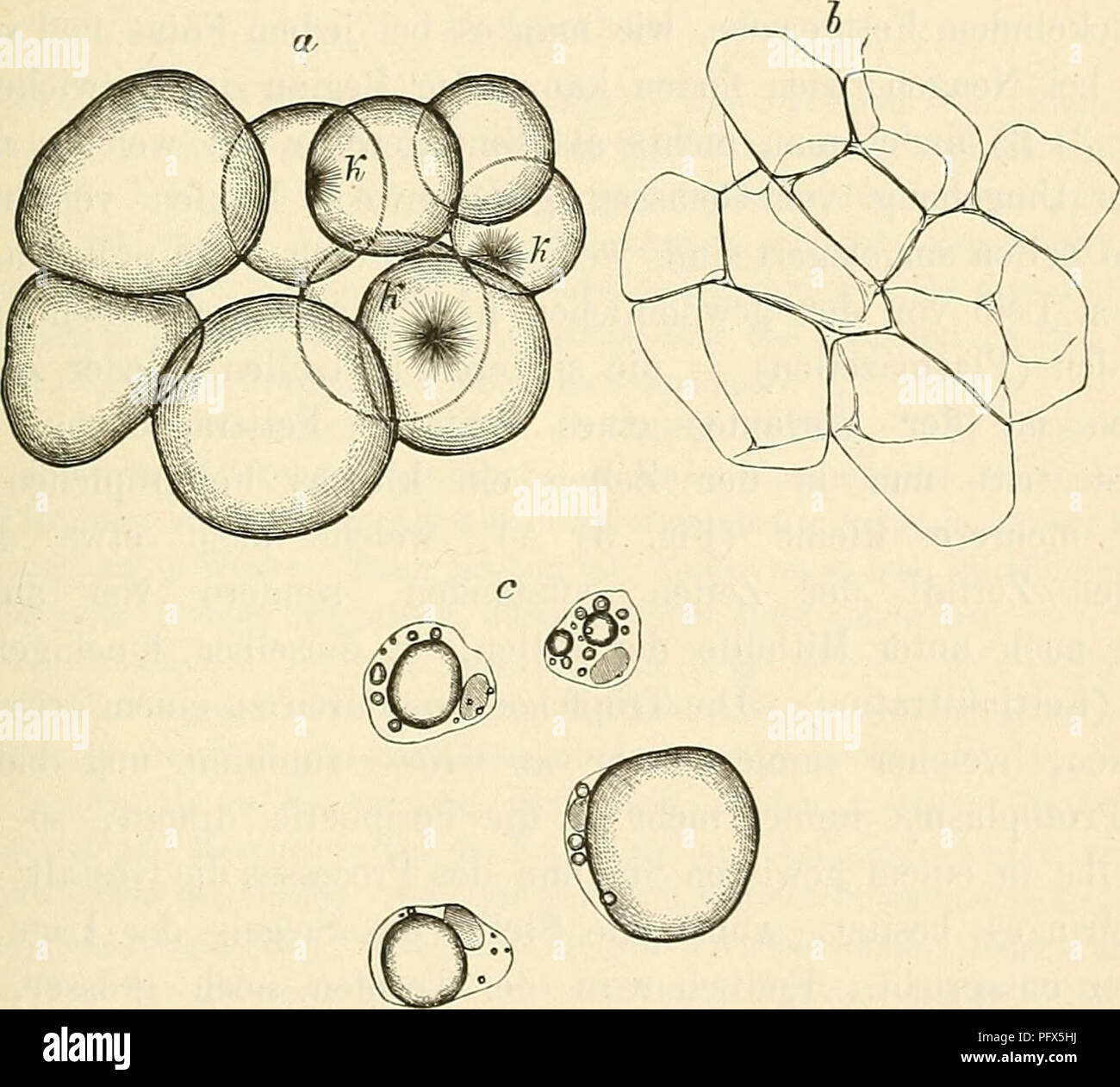 Tissue Formatipo This textbook introduces histology and microscopy, explaining tissue ...