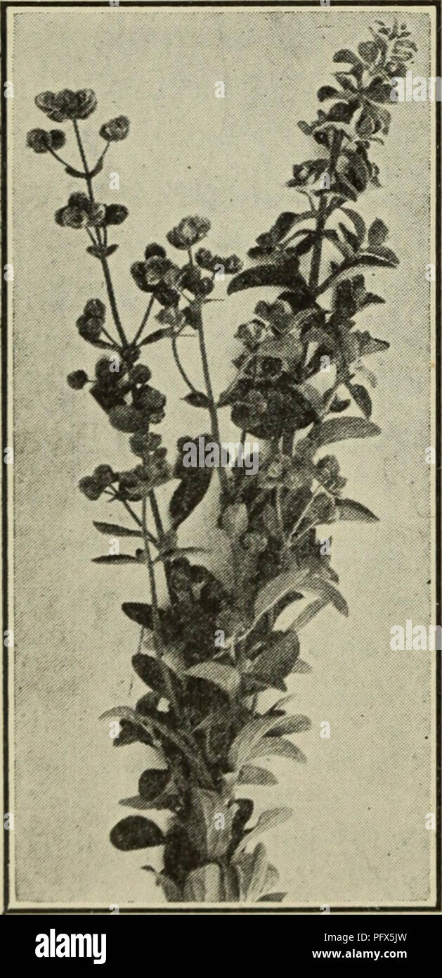 Culinary herbs; their cultivation, harvesting, curing and uses. Herbs. 102  CULINARY HERBS because of its liability to be killed by frost, is so  commonly cultivated in cold countries as an annual