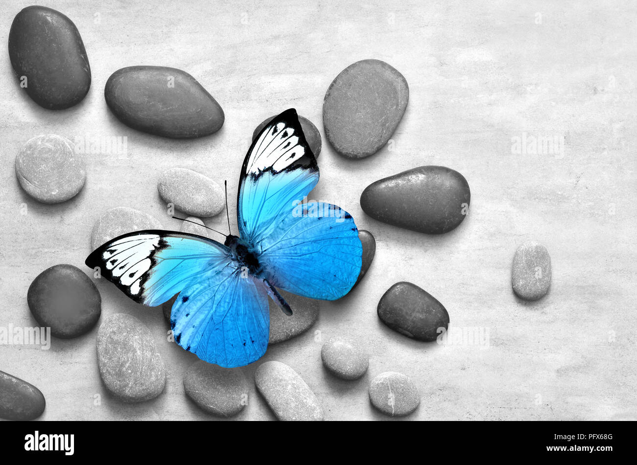 Blue butterfly on stone grey background. Spa and nature concept Stock Photo - Alamy Blue butterfly on stone grey background. Spa and nature concept Stock Photo - Alamy