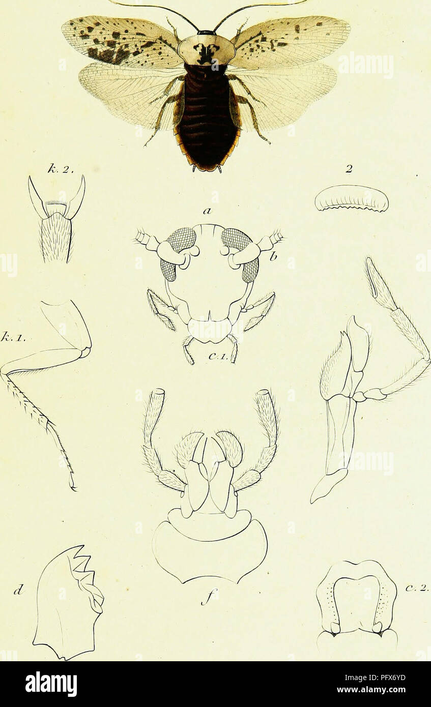 . Genera des insectes, ou, Exposition deÌtailleÌe de tous les caracteÌres propres aÌ chacun des genres de cette classe d'animaux. [electronic resource]. Insects; Insects. 2?Â£n?.lF!3. ORTHOPTERES. PL 2.. G. Blatta. Liun. B. Conspersa. Serv. AJ?. anat. J.Veltrrue jÃ¹/. ,bl. CtrbiÃ se (Max i835.). Please note that these images are extracted from scanned page images that may have been digitally enhanced for readability - coloration and appearance of these illustrations may not perfectly resemble the original work.. GueÌrin-MeÌneville, F. -E. (FeÌlix-Edouard), 1799-1874; Percheron, A. (Achille), 1 Stock Photo