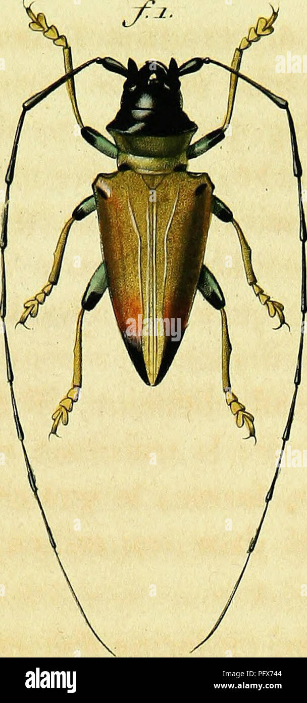 Genus Insect Characteristic This work by F.-E. Guérin-Méneville provides a detailed classification ...