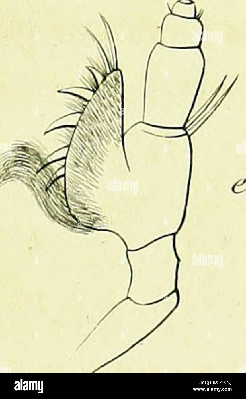 Genus Insect Characteristic This work by Félix-Edouard Guérin-Méneville details the genus ...