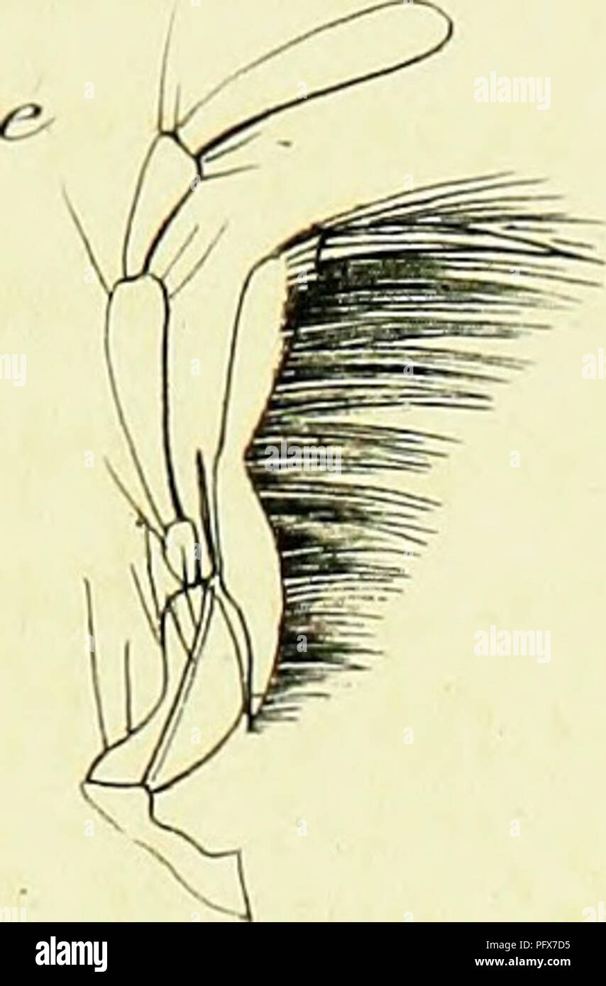 Genus Insect Characteristic This image is from 'Genera des Insectes,' detailing the genus of ...
