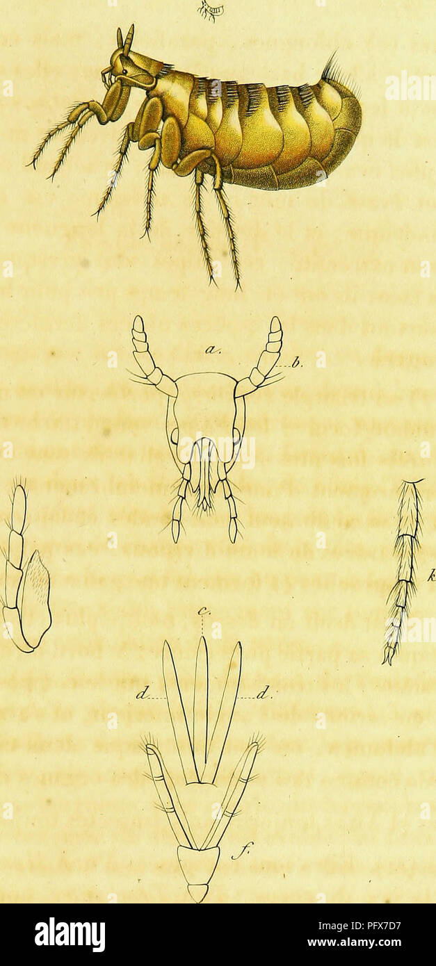 Genus Insect Characteristic A detailed exposition on the genera of insects, examining the ...