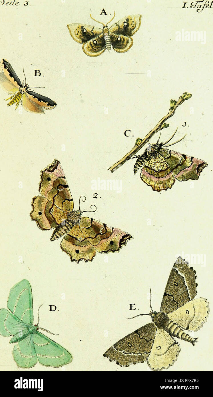 . BeitraÌge zur Geschichte der Schmetterlinge. Lepidoptera; Lepidoptera. i/fizfe. C â J â 2. Â£&amp;h .Georrv. oOw/zam.D. Â£?/Â£. (JeoTrÂ£y&lt;!7TiarÃL.. Please note that these images are extracted from scanned page images that may have been digitally enhanced for readability - coloration and appearance of these illustrations may not perfectly resemble the original work.. HuÌbner, Jacob, 1761-1826. Augsburg, der Verfasser Stock Photo
