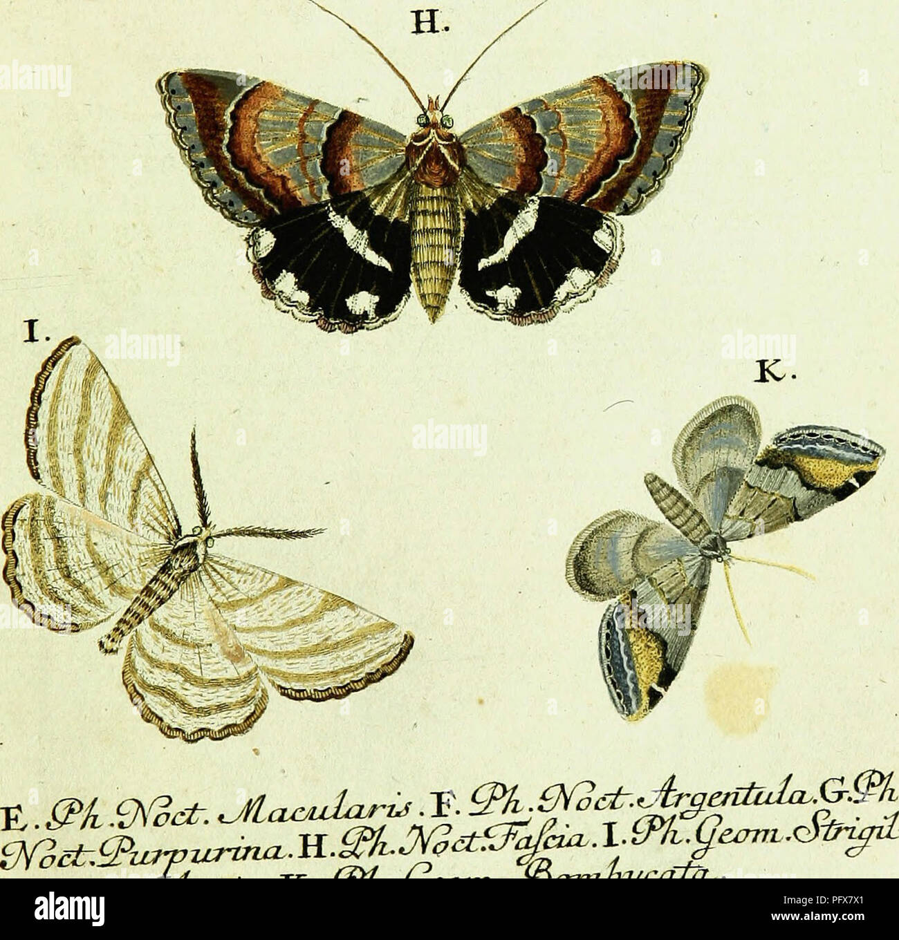 This work contributes to the history of butterflies, focusing on the ...
