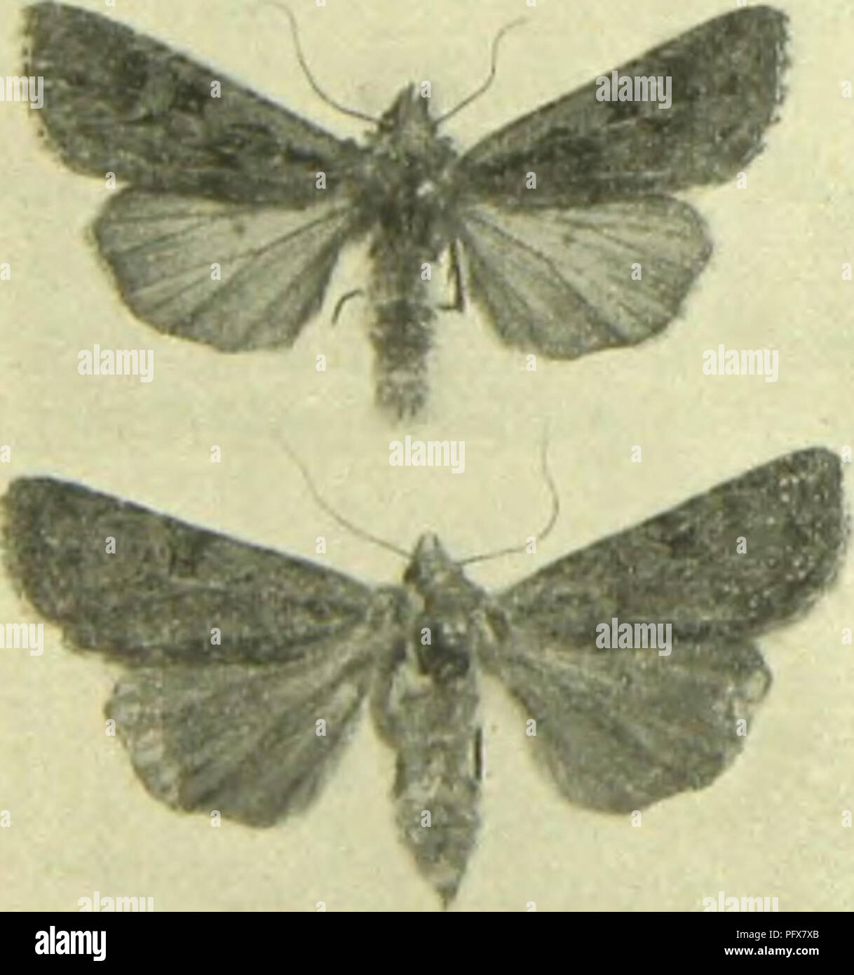 . Canaren. Lepidoptera. 32 Dr. H. Rebel. Kirby (Butterflies and Moths of Europe, London, 1902, p. 116) hat offenbar die Art neuerlich als D. benthalli beschrieben, obwohl bereits Holt-White (The Butterflies and Moths of Teneriffa, p. 78, PI. 4, Fig. 11, 9) die Art nach zwei von Benthall in Giumar (Tenerife) gezogenen Stücken als D. fortiinata ansah. Die von Holt-White gegebene Abbildung eines 9 von Tenerife weicht allerdings durch bedeutendere Größe, breitere Flügelform, hellere, reiner weißgraue Färbung und schärfere Querstreifen der Vorderflügel von Stücken von Palma ab. An das Vorkommen zwe Stock Photo