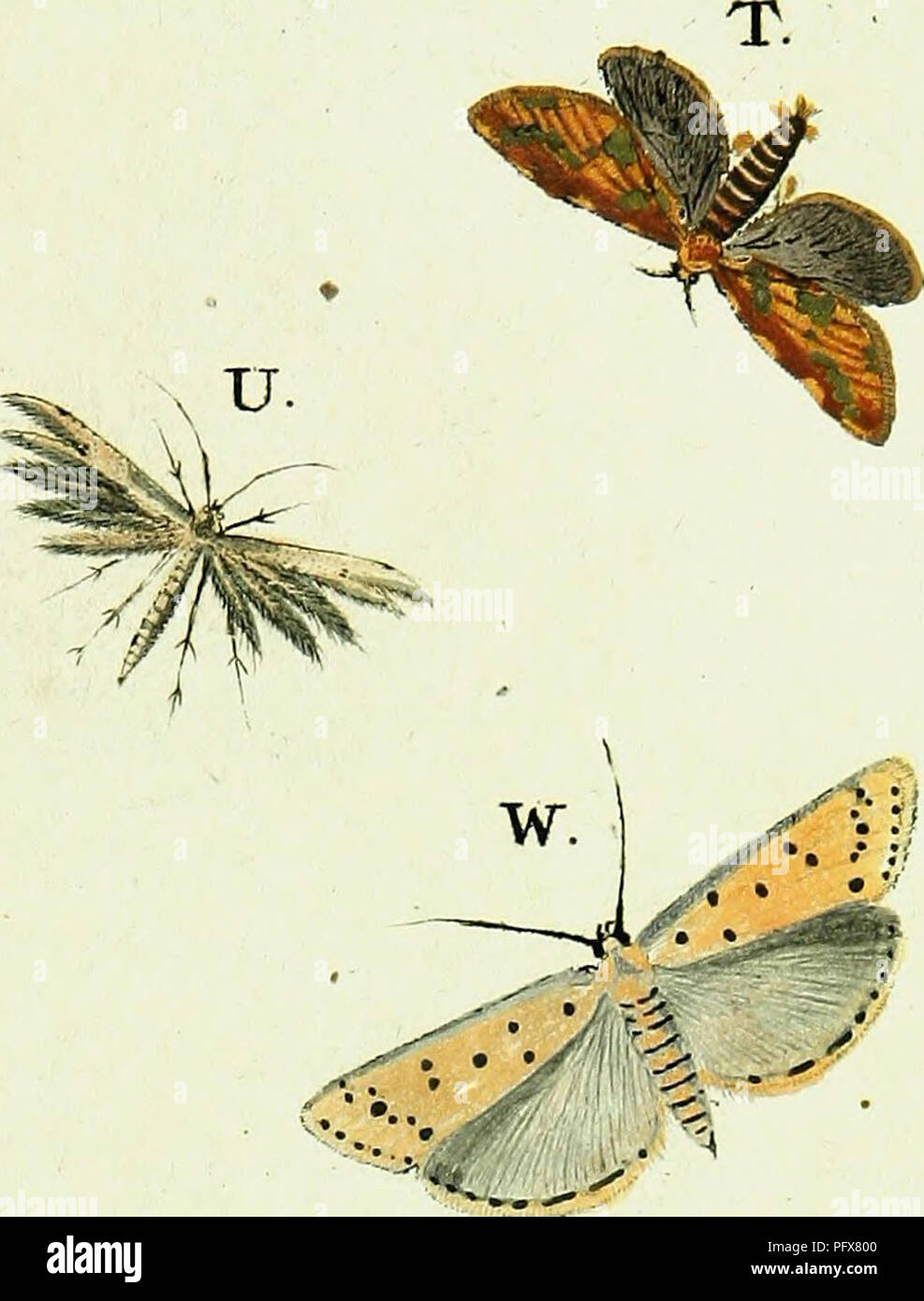 . Beitra?ge zur Geschichte der Schmetterlinge. Lepidoptera; Lepidoptera. . Please note that these images are extracted from scanned page images that may have been digitally enhanced for readability - coloration and appearance of these illustrations may not perfectly resemble the original work.. Hu?bner, Jacob, 1761-1826. Augsburg, der Verfasser Stock Photo