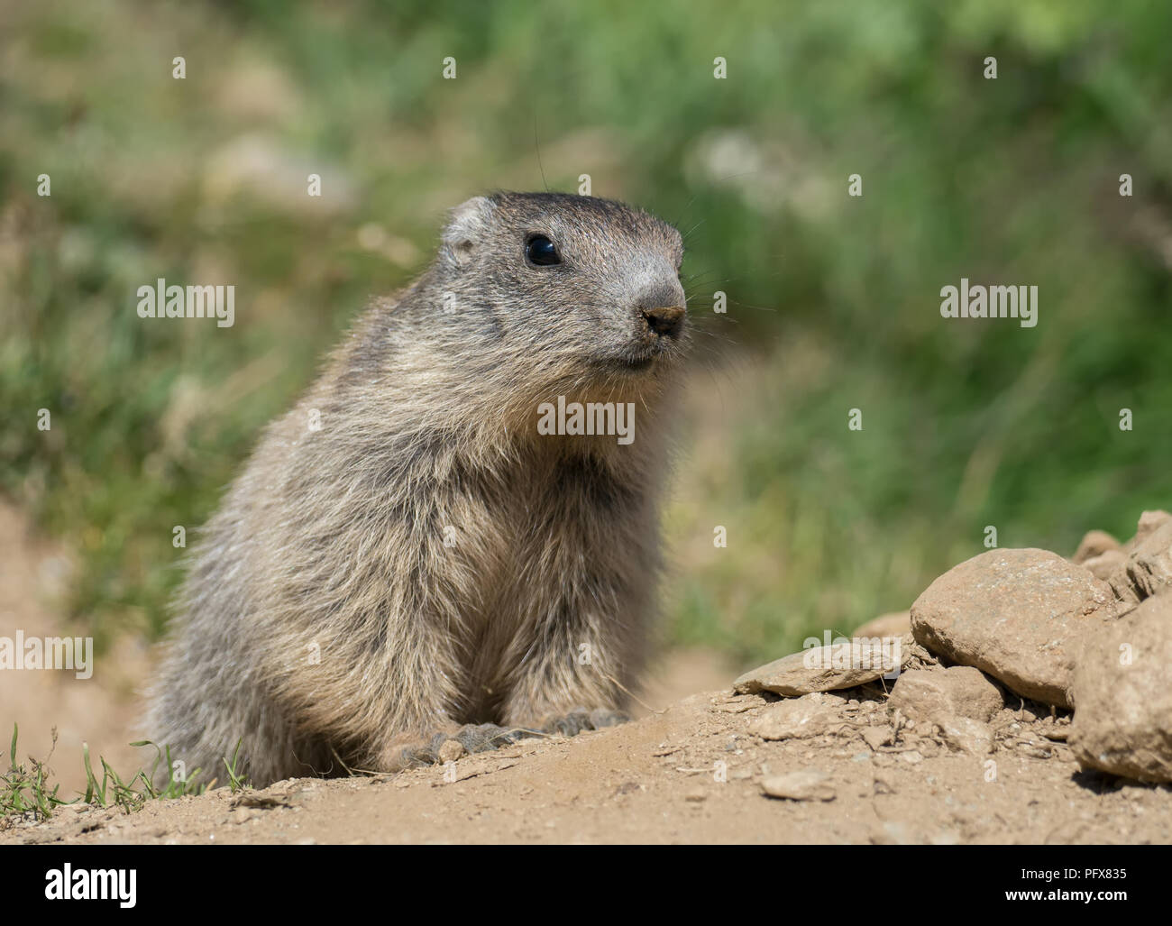 Baby Marmot Stock Photo - Alamy