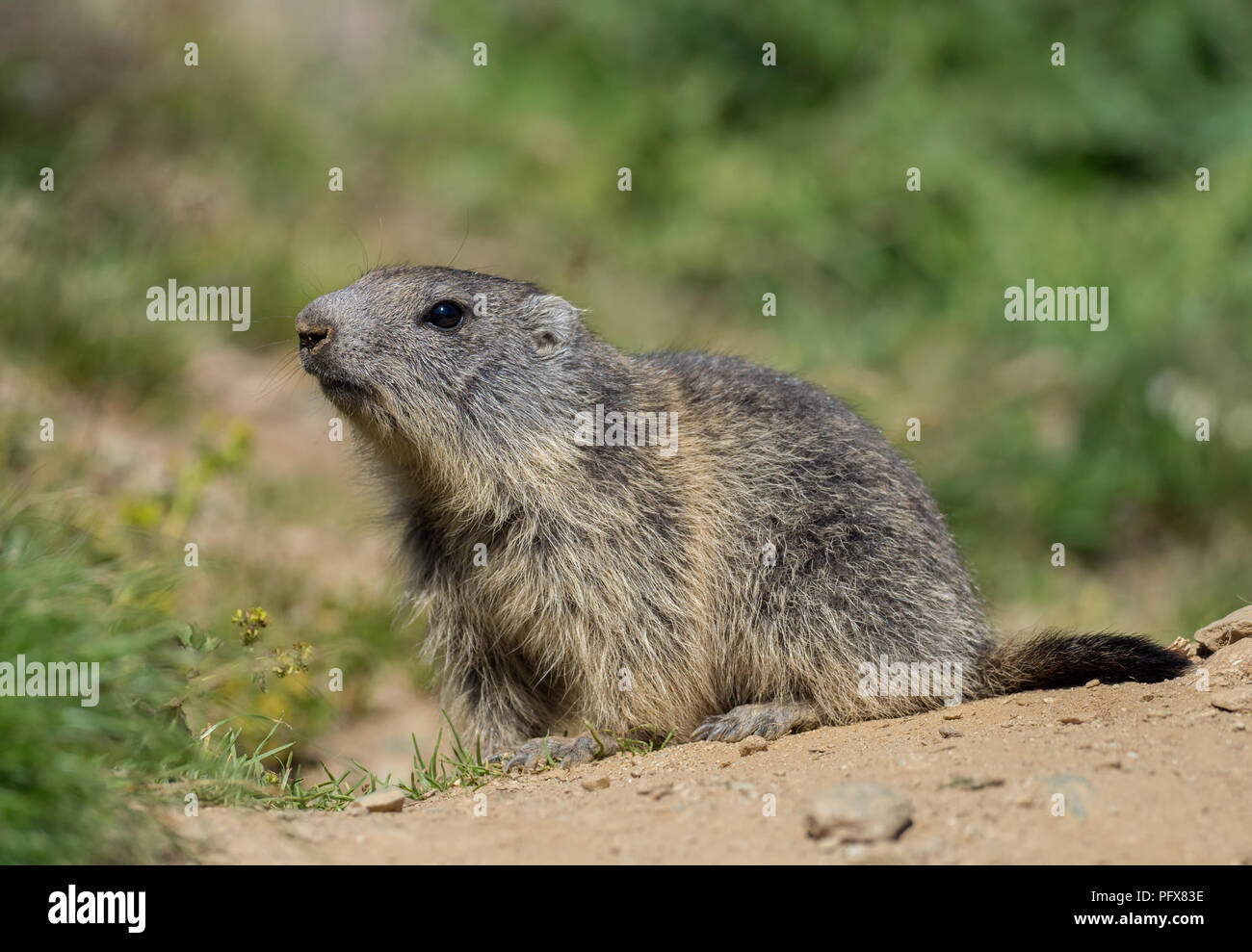 Baby Marmot Stock Photo - Alamy