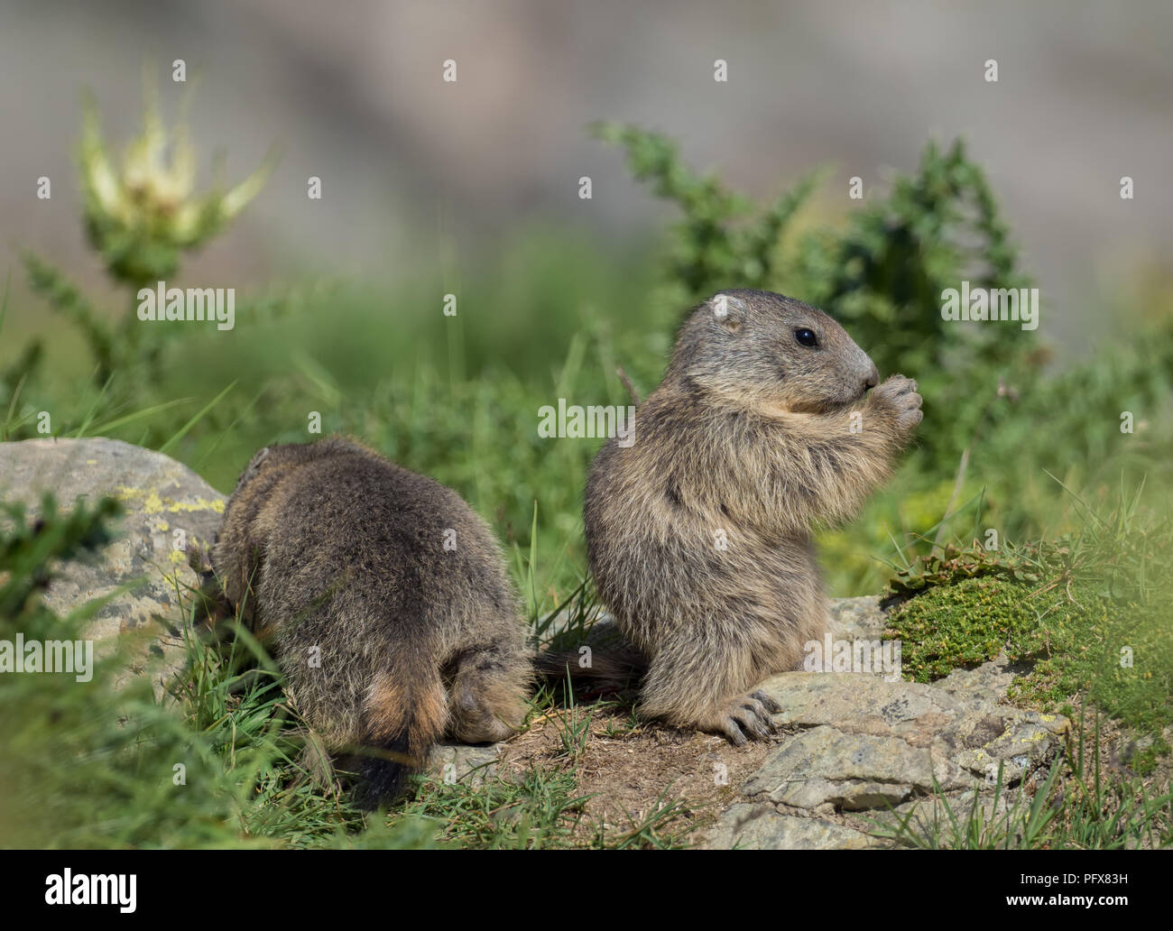 Baby Marmots Stock Photo