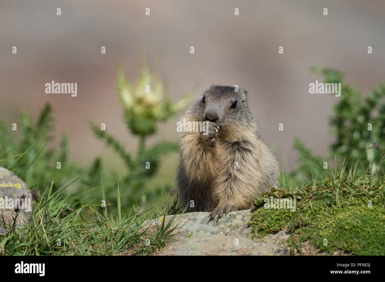Baby Marmot Stock Photo