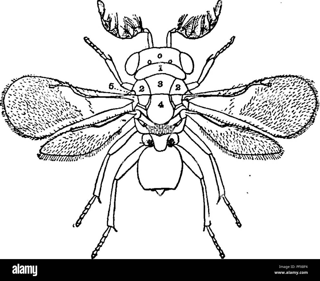 . A manual for the study of insects. Insects. Fig. 757 —Eva7tia appendigaster. Fig. T^Z.—Fosnus. Evania appendigaster (E-van'i-a ap-pen-di-gas'ter) (Fig. 757)&gt; from the ootheca of a cockroach, and have found another, a species of Fcemis (Foe'nus) (Fig. 758), common on flowers. We have named these insects Ensign-flies, because they carry the abdomen aloft like a flag. Family Chalcidtd^ (Chal-cid'i-dae). T/ie Chalcis-fiies. The Chalcis-flies are among the smaller of the parasitic Hymenoptera. In fact they are usually minute insects, often not more than one one-hundredth of an inch in length ; Stock Photo