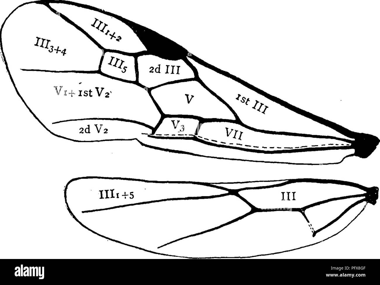 . A manual for the study of insects. Insects. H YME NOP TERA. 625 Family Braconid^ (Bra-con'i-dse). The Braconids {Brae'o-nids). The Braconidae include a large number of parasites, which are small or of moderate size. They are often called Ichneumon-flies; but it seems best to restrict that name to members of the Ichneumonidse. In the Braconids the. Fig, 751.—Wings of Rhog'asparasiticus. wings have several closed cells, the fore wings are furnished with a stigma, and the vein between cells V^ and ist N^ is wanting (Fig. 751). This last character is important, as dis- tinguishing the members of Stock Photo