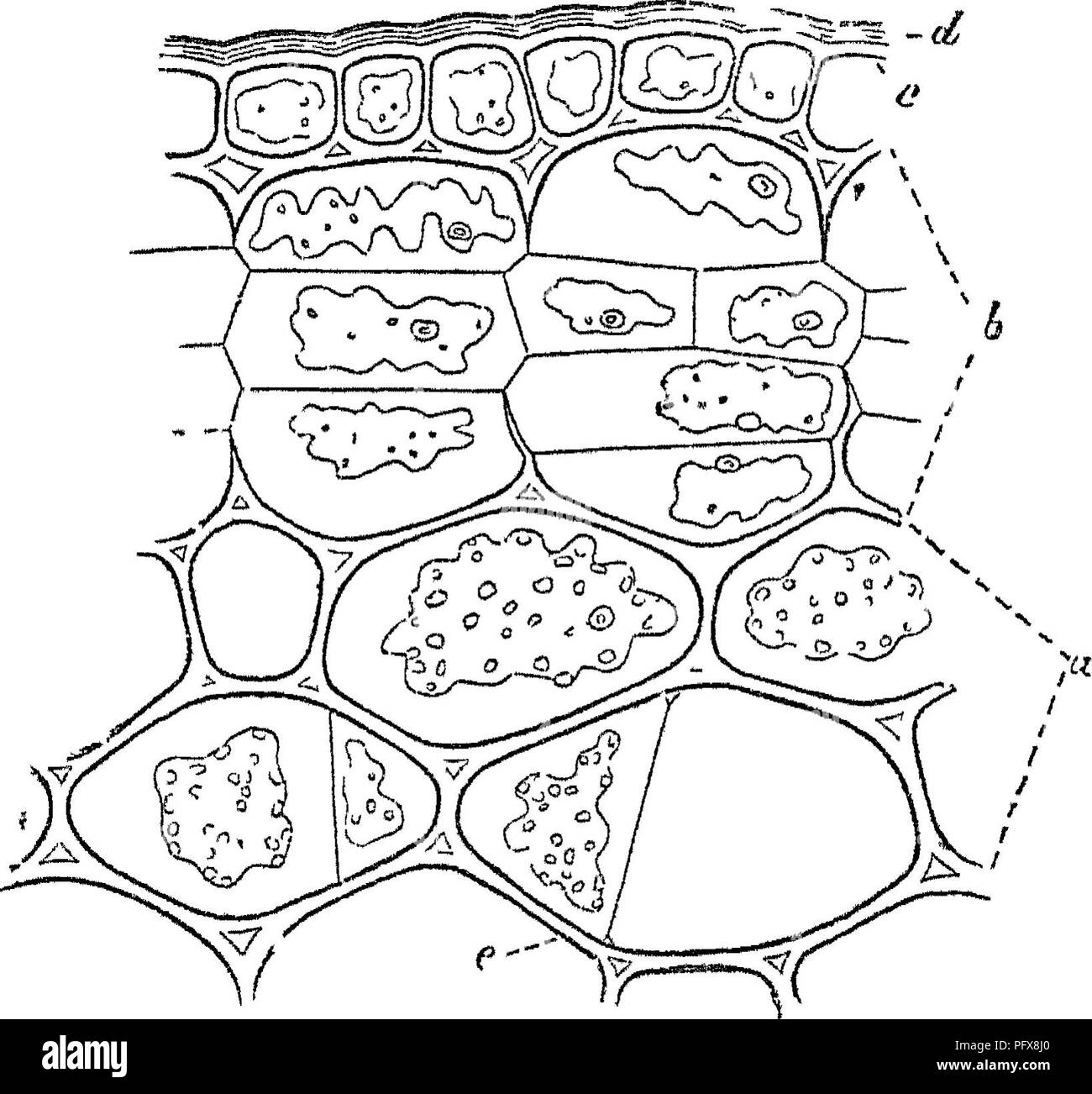 . Principles of the anatomy and physiology of the vegetable cell. Plant cells and tissues. THE VEGETABLE CELL. membranes on the outside of the primordial utricles during this process, wHch membranes form secondary layers to the parent- cell where in contact with its walls, and laminse of a partition dividing the parent-cell where in contact at the point of junction of the two secondary cells. The number and direction of their septa depend altogether on the number and position of the nuclei, since each of these becomes the centre of a secondary cell. The secondary cells accurately fill the cavi Stock Photo